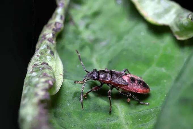 Beetle. Image taken at Kampung Satau, Singai, Sarawak, Malaysia.