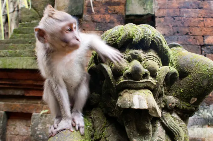 Monkeys having fun on stone statues of Hindu Holy Monkey Forest. Ubud. Bali. Laughter. The Ubud Monkey Forest is a nature reserve and temple complex i...