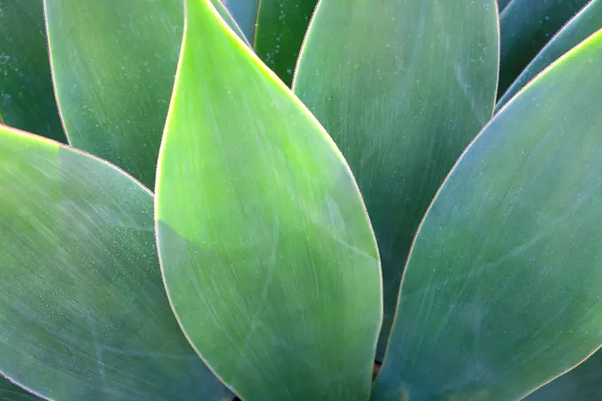 Close-up view of agave leaves, Santa Barbara Botanic Garden, Santa Barbara, California, CA, USA.