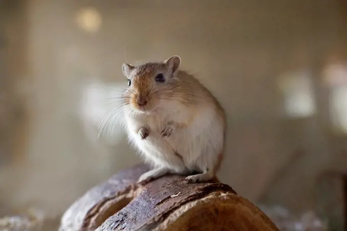 Gerbil desert rat sitting on a piece of wood.