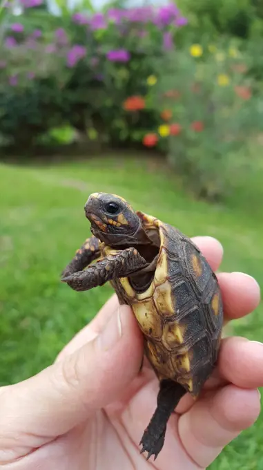 Tortoise baby (Chelonoidis carbonaria) is a species of tortoises from northern South America