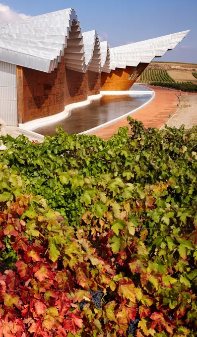 Vineyard and Ysios winery building designed by architect Santiago Calatrava, Laguardia, Rioja Alavesa, Araba, Basque Country, Spain