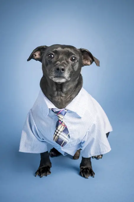 Portrait of a black dog dressed up as an office worker.