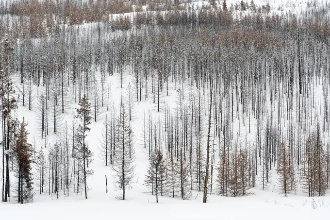 Dead forest, trees, woods in winter, nearly monochrome structures, Grand Teton National Park, Wyoming, USA.