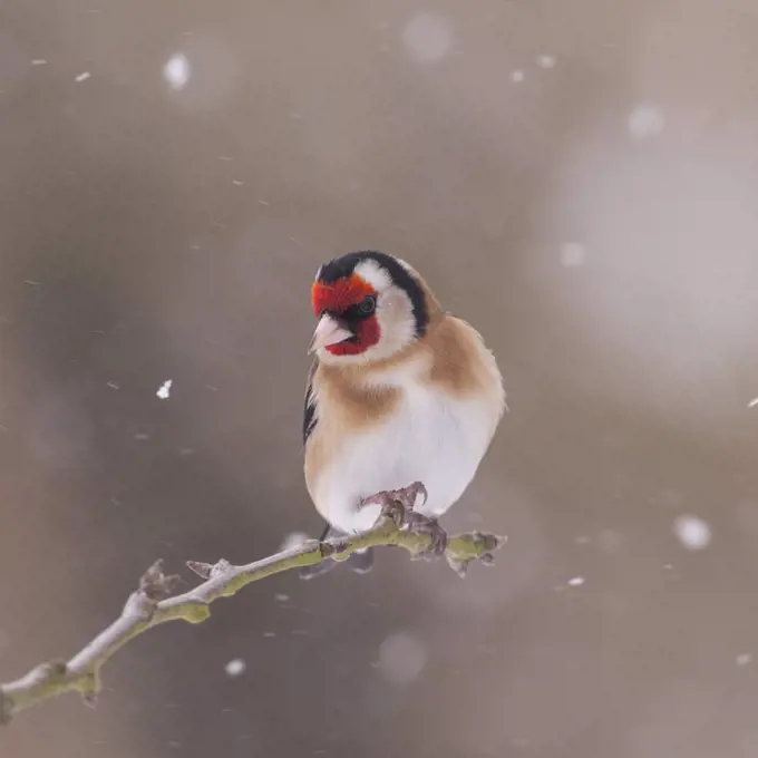 A Goldfinch (Carduelis carduelis) feeding in freezing conditions in a Norfolk garden. Uk.