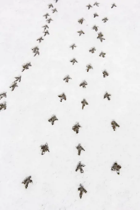 Sharp-tailed Grouse tracks in fresh snow, Oak Hammock Marsh, Stonewall, Manitoba, Canada.