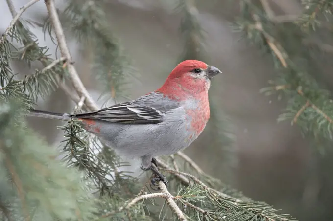 Pine Grosbeak (Pinicola enucleator), red coloured male, in winter, perched on a branch of a conifer, Montana, USA.