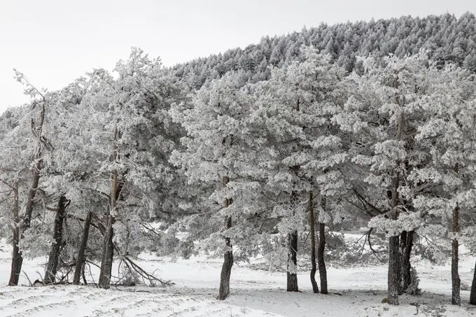 Frozen winter landscape. Valdelinares mountains, Teruel province, Aragon, Spain.