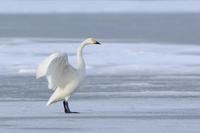 Bewick´s Swan ( Cygnus columbianus bewickii ), one adult, wings up, on a frozen lake in winter, rare winter guest, wildlife, Europe. .