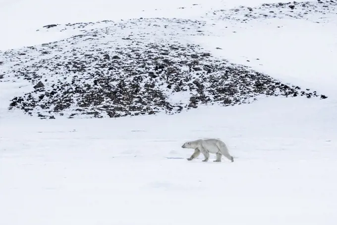 Polar bear in Billefjorden, Western Spitsbergen, Svalbard.