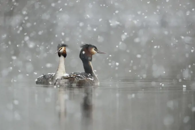 Great Crested Grebe ( Podiceps cristatus ), swimming pair, courting in falling snow, late onset of winter, snowfall, snowflakes, wildlife, Europe.