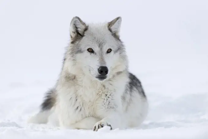 Gray Wolf (Canis lupus) in winter, lying, resting in snow, amber coloured eyes, watching attentively, looks cute, Yellowstone area, Montana, USA.