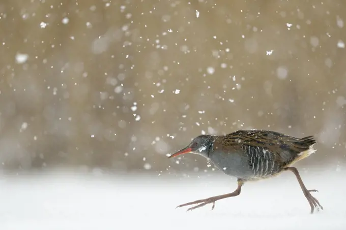 Water Rail ( Rallus aquaticus ) hurries over frozen covered through heavy snowfall, wildlife, Europe.