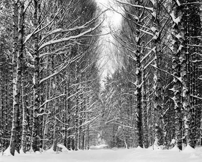 Winter wood. Poland.