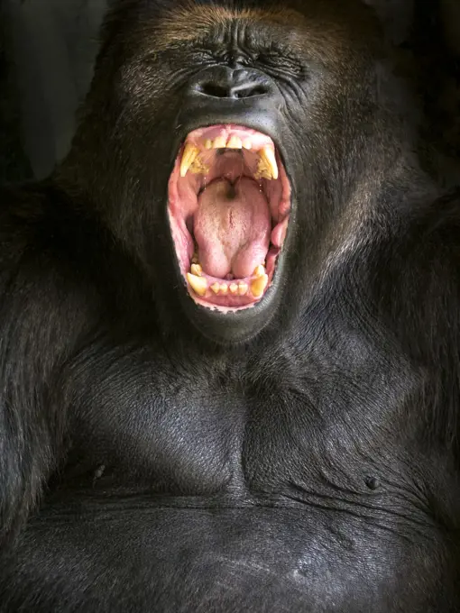 Gorilla Yawning