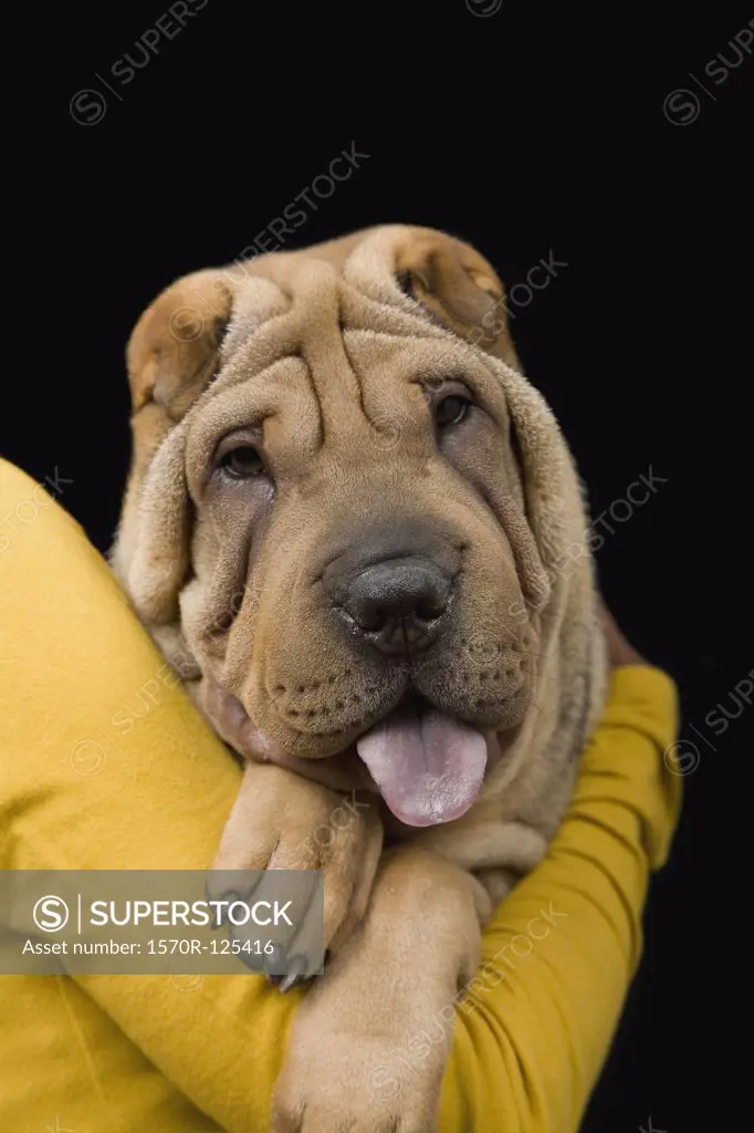A young woman with her Shar-Pei, studio shot