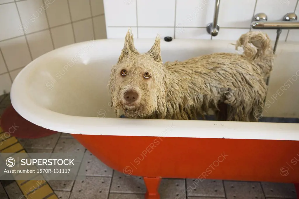 A Portuguese Waterdog in a bathtub with ears made to stand up
