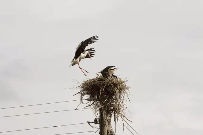 Ibis bird nest on telephone pole