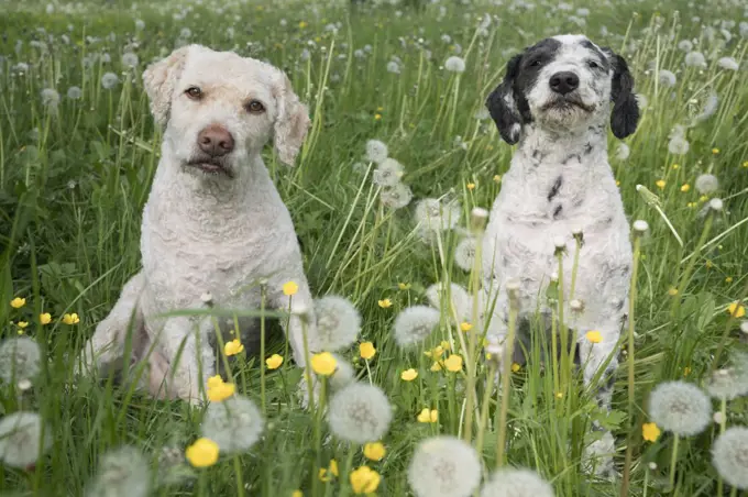 Portrait cute dogs in spring field with dandelions  - dogs