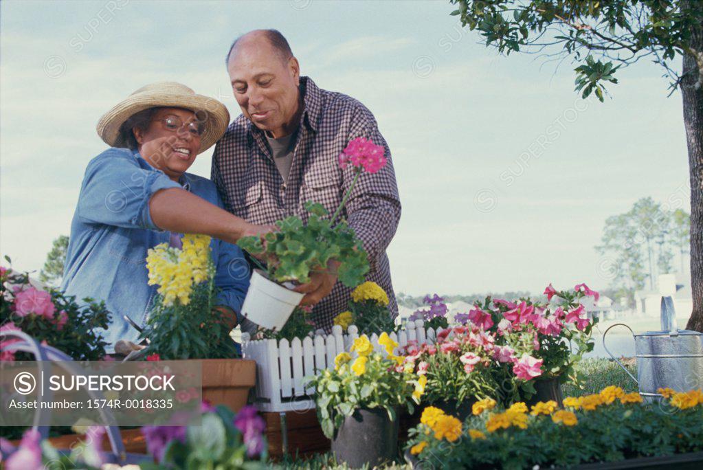 Stock Photo: 1574R-0018335 Senior couple planting plants in a garden