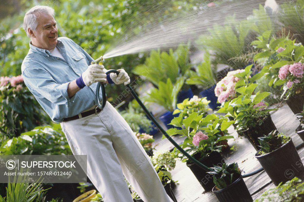 Stock Photo: 1574R-012440 Senior man watering plants with a hose