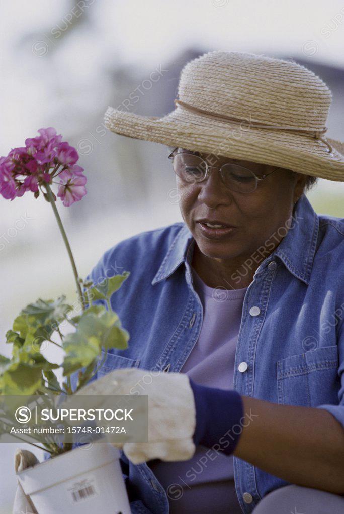 Stock Photo: 1574R-01472A Senior woman working in a garden