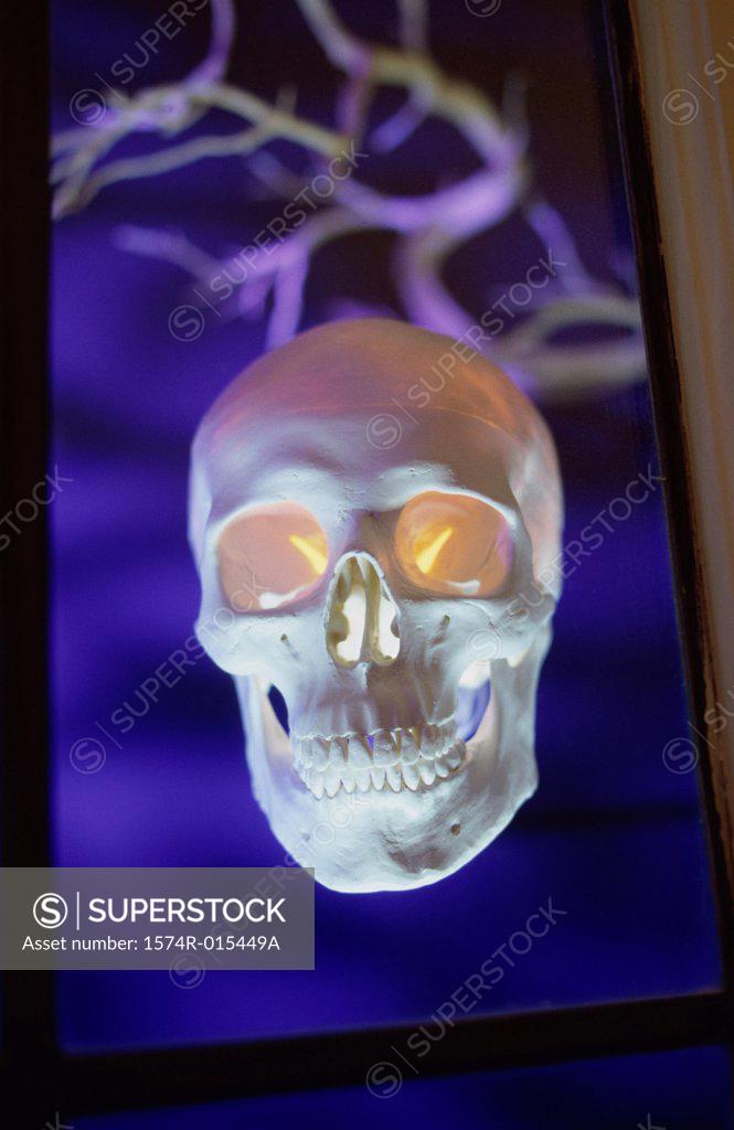 Stock Photo: 1574R-015449A Close-up of human skull