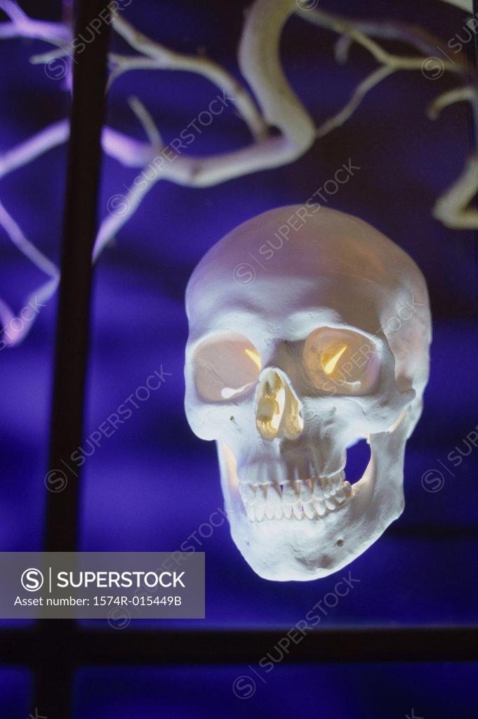 Stock Photo: 1574R-015449B Close-up of human skull