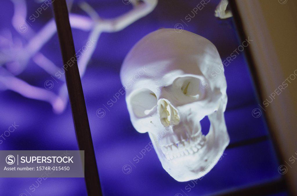 Stock Photo: 1574R-015450 Close-up of human skull