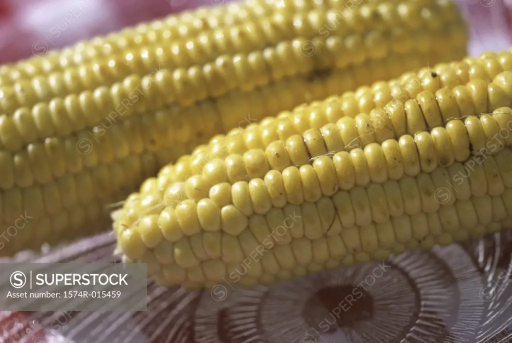 Close-up of corn on the cob