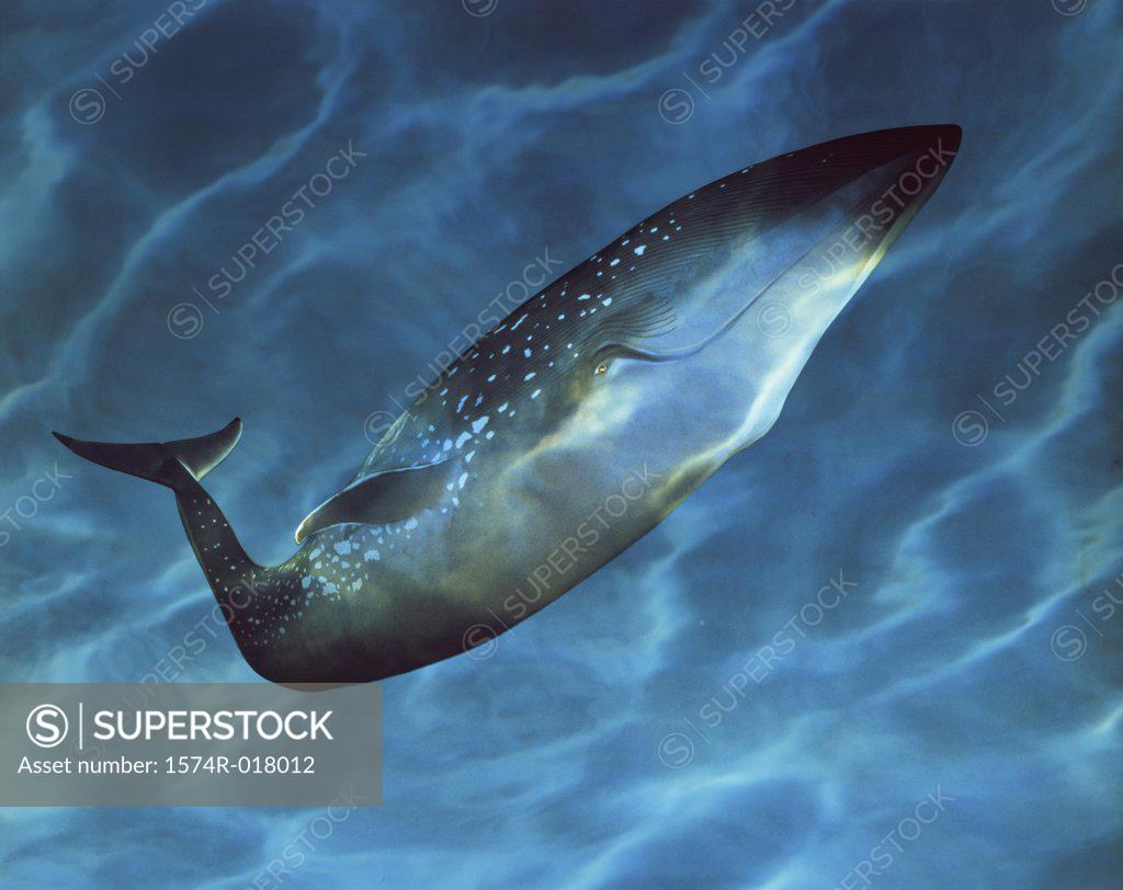 Stock Photo: 1574R-018012 Side profile of a Blue Whale underwater (Balsenoptera musculus)
