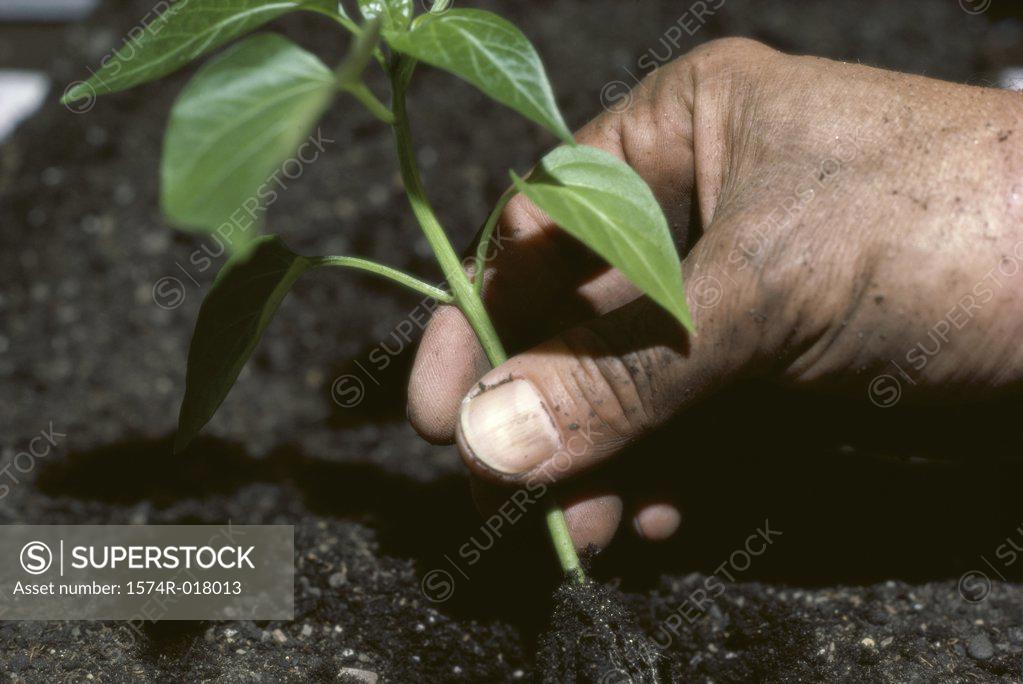 Stock Photo: 1574R-018013 Close-up of a person's hand with a seedling