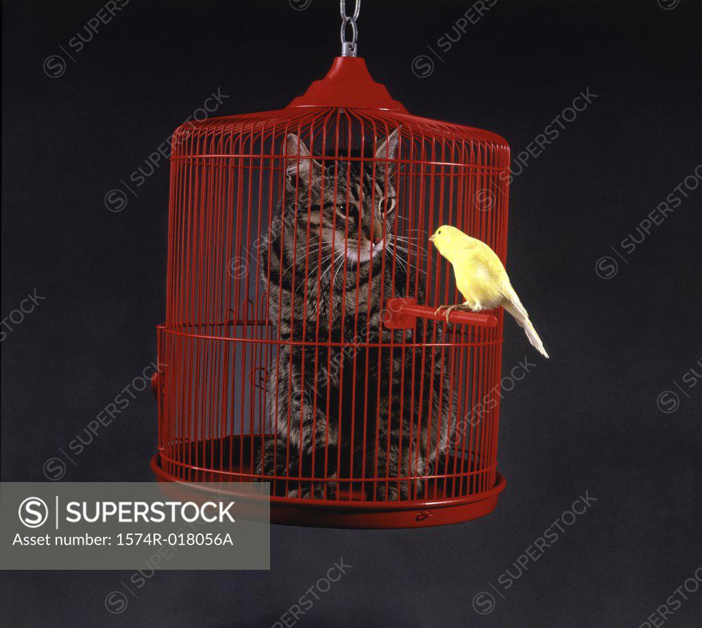 Stock Photo: 1574R-018056A Cat in a cage with a canary perched outside