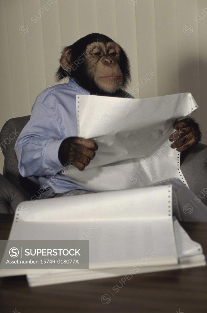 Stock Photo: 1574R-018077A Close-up of a chimpanzee reading a document