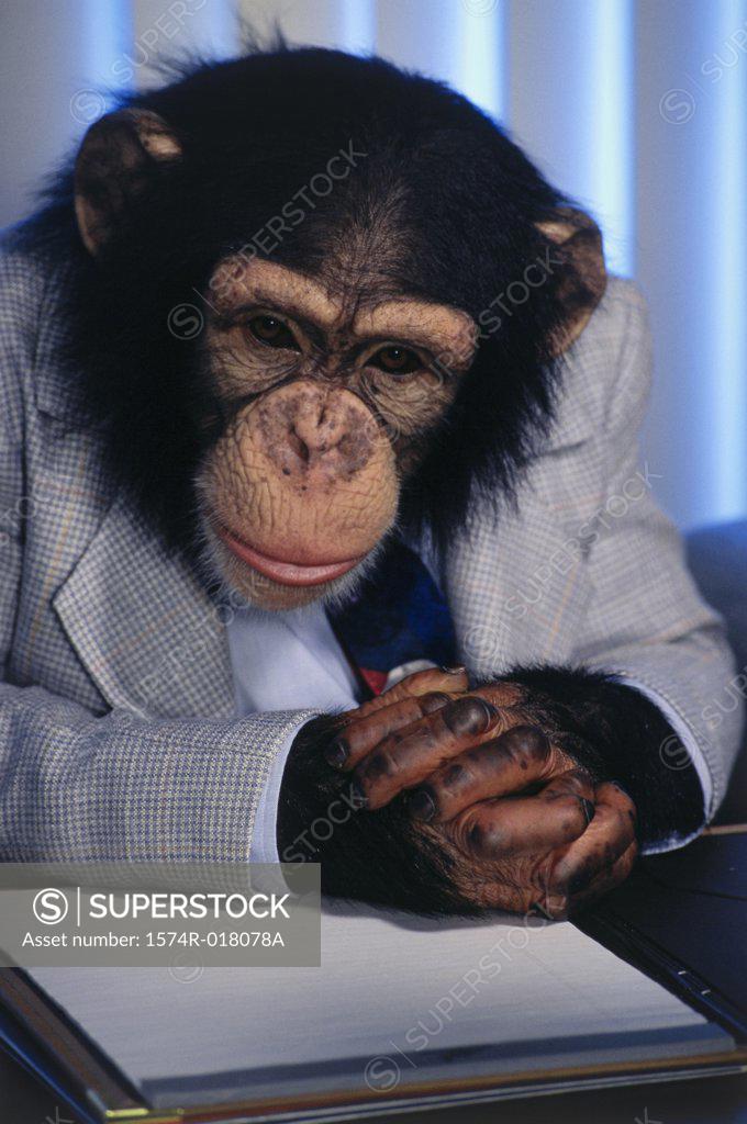 Stock Photo: 1574R-018078A Close-up of a chimpanzee reading a document