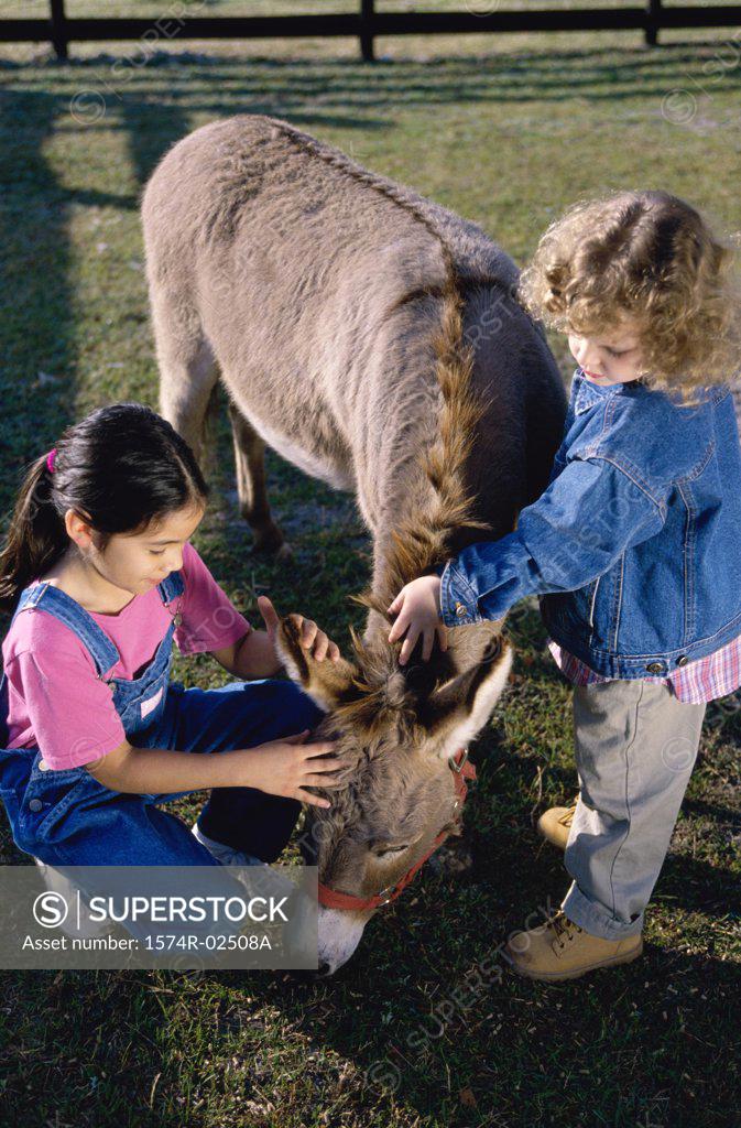 Stock Photo: 1574R-02508A High angle view of two girls petting a donkey