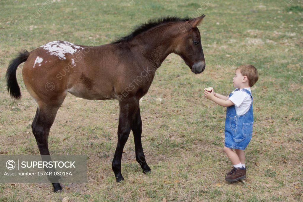 Stock Photo: 1574R-03018A High angle view of a boy feeding a horse