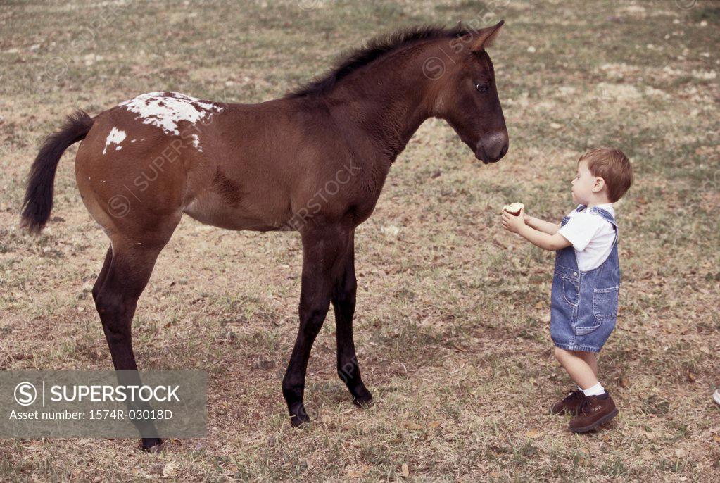 Stock Photo: 1574R-03018D High angle view of a boy feeding a horse