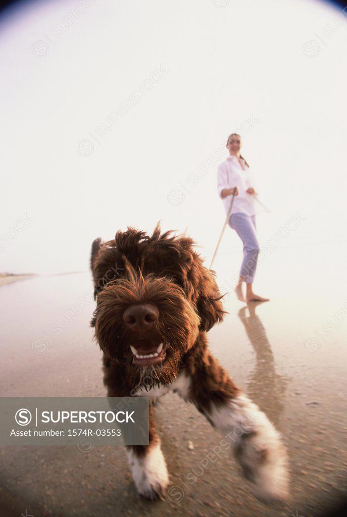 Stock Photo: 1574R-03553 Young woman taking her dog for a walk on the beach