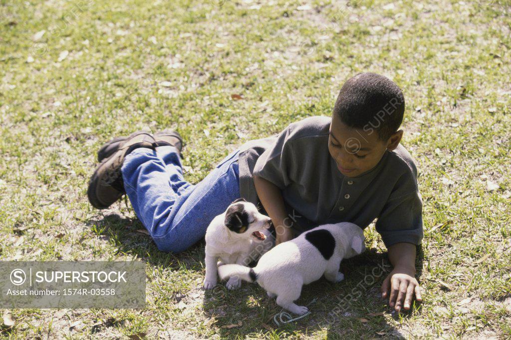 Stock Photo: 1574R-03558 Boy playing with puppies