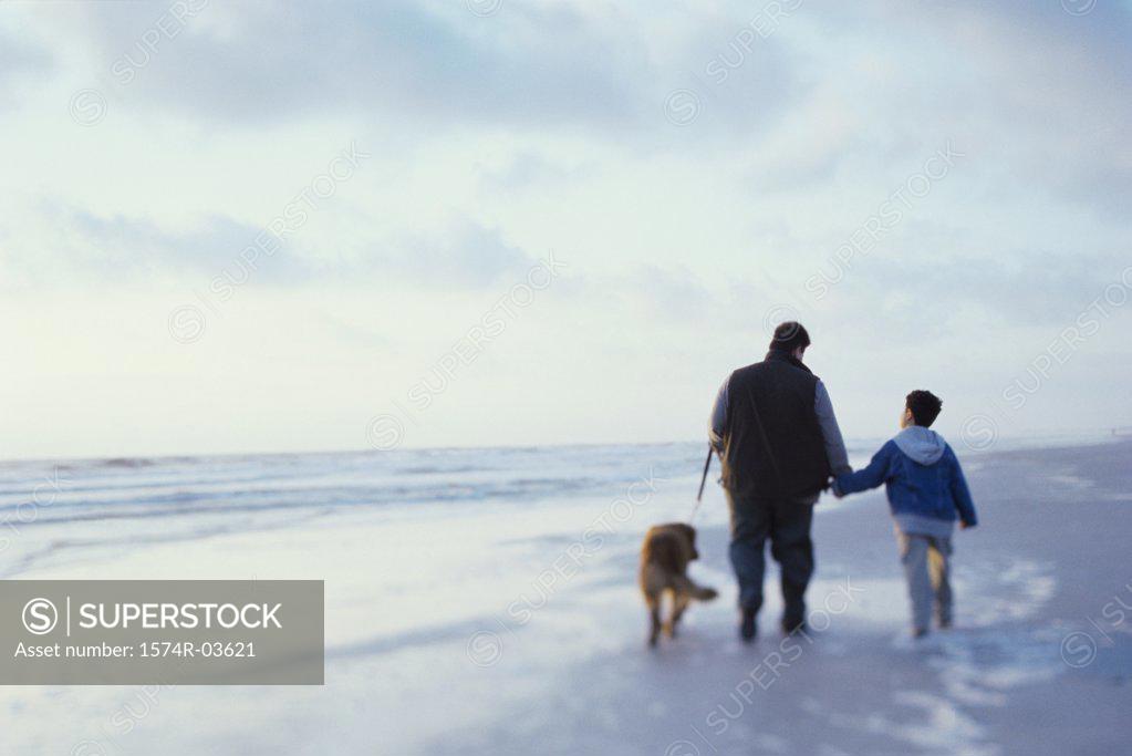 Stock Photo: 1574R-03621 Rear view of a father and his son walking with their dog on the beach
