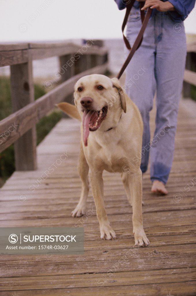 Stock Photo: 1574R-03627 Woman walking with her dog on a boardwalk