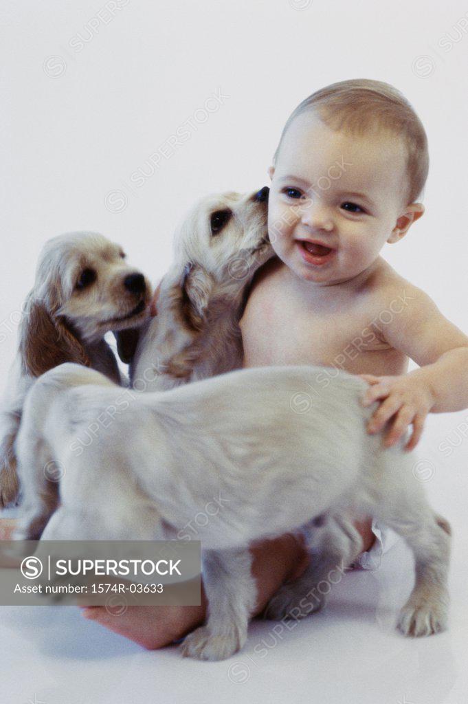 Stock Photo: 1574R-03633 Baby boy playing with puppies
