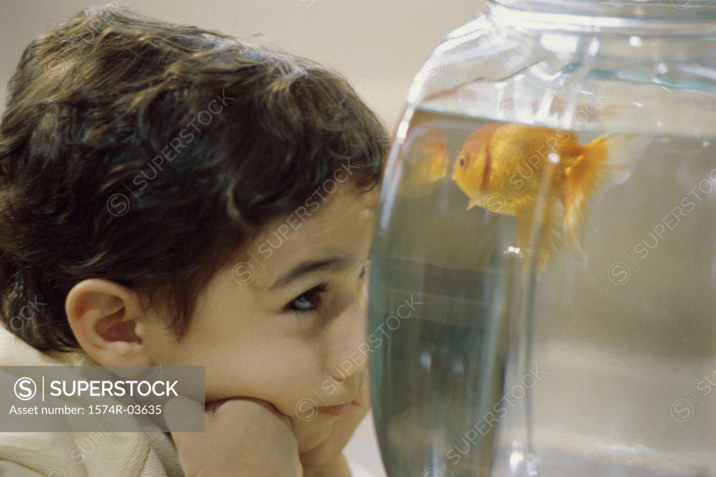 Stock Photo: 1574R-03635 Boy looking at a goldfish in a bowl