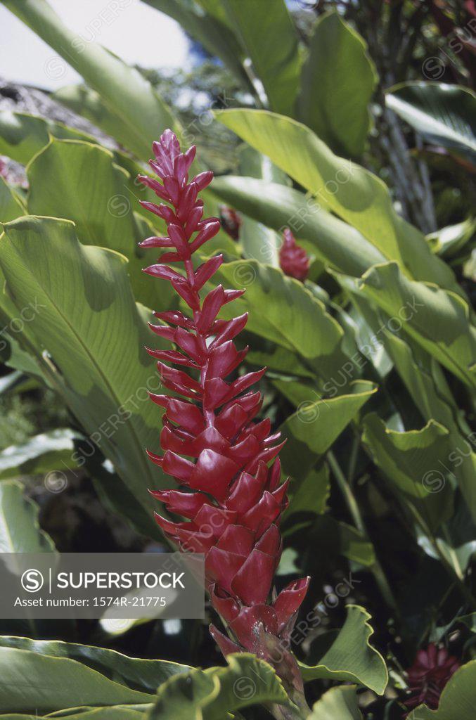 Stock Photo: 1574R-21775 Close-up of Ginger Lily