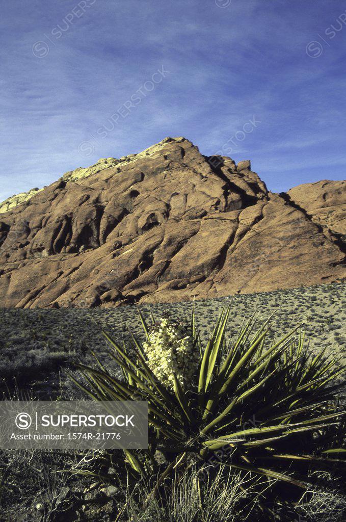 Stock Photo: 1574R-21776 Panoramic view of a mountain at Colorado, USA