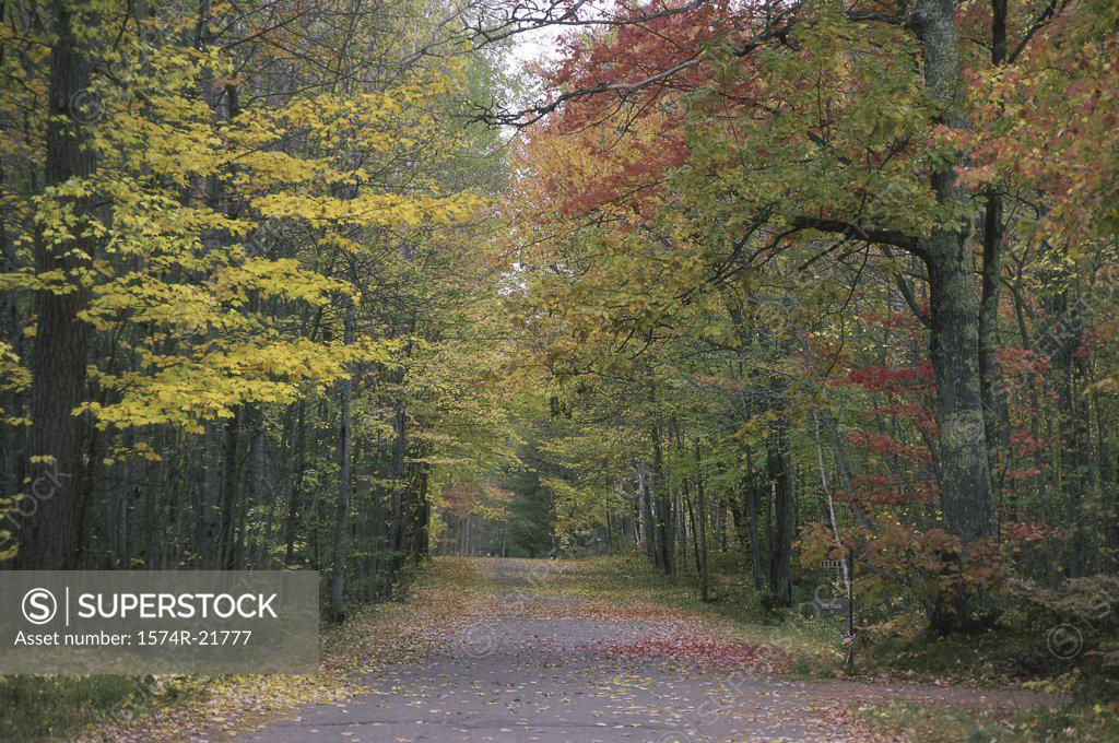 Stock Photo: 1574R-21777 Road lined with trees on both sides