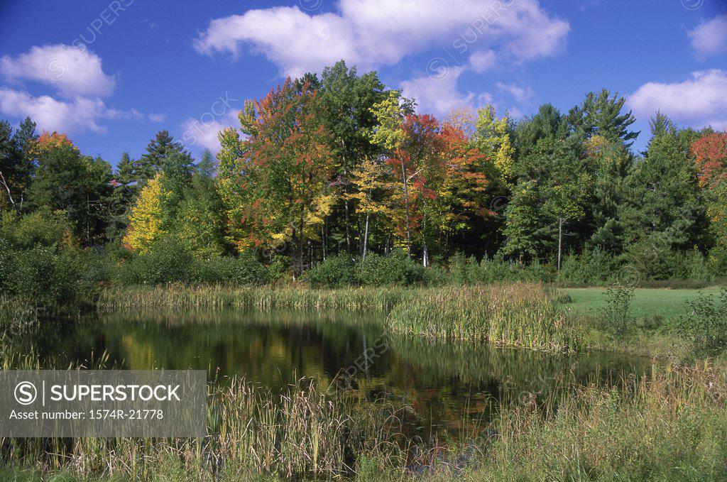 Stock Photo: 1574R-21778 Reflection of trees in water