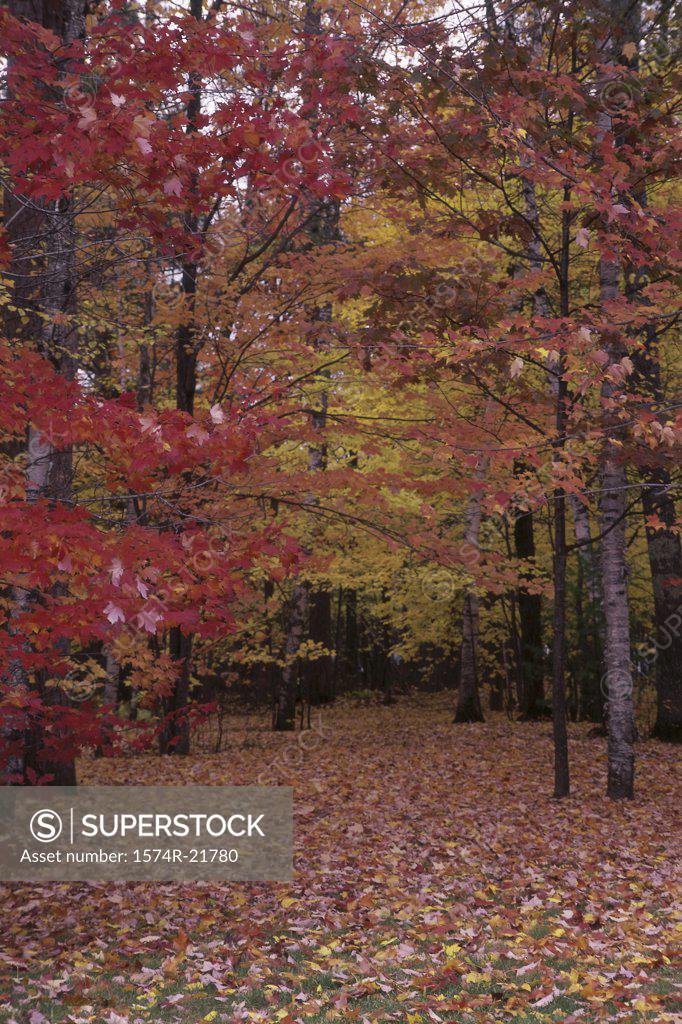 Stock Photo: 1574R-21780 Trees in a forest during autumn