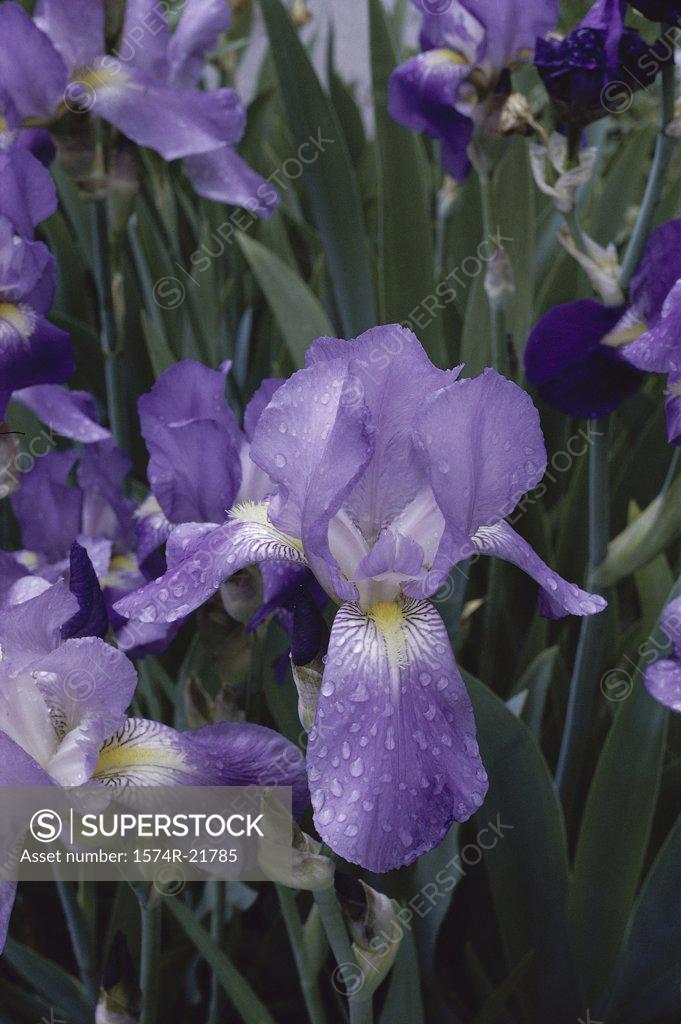 Stock Photo: 1574R-21785 Close-up of an iris flower